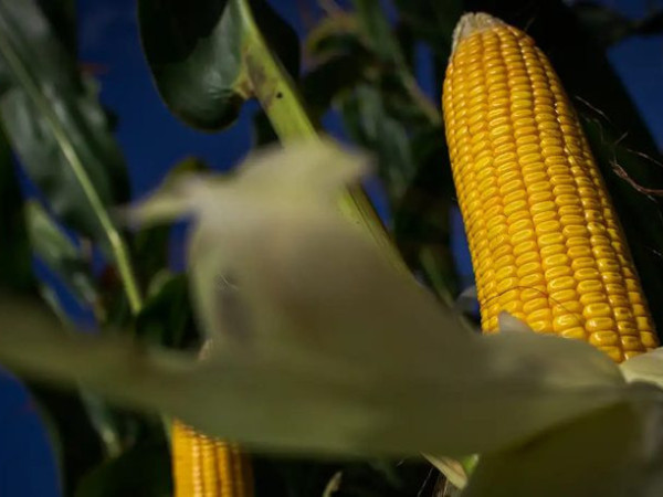 Leil&atilde;o contratar&aacute; transporte de 6,48 mil toneladas de milho para programa de venda em balc&atilde;o
