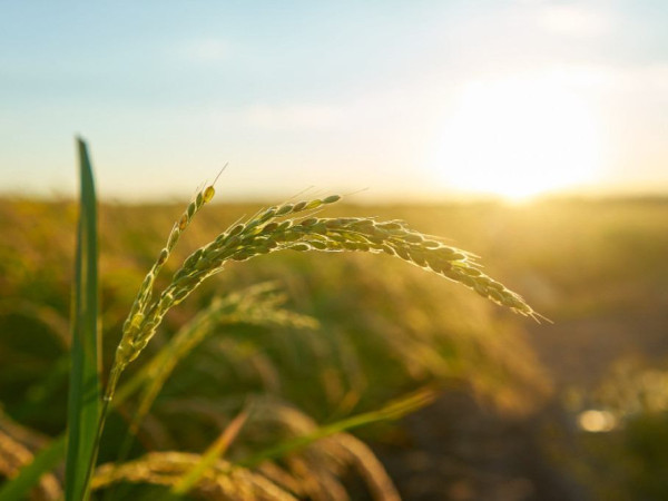 Caruru-gigante &eacute; identificado pela primeira vez em Santa Catarina e preocupa agricultores