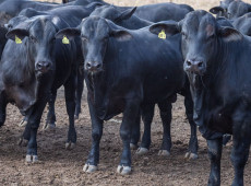 CMN reduz juros de financiamentos a cooperativas rurais pelo Pronaf