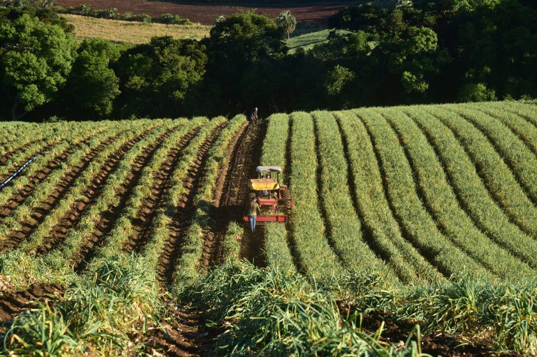 A prorrogação de prazos beneficia produtores de municípios que decretaram situação de emergência econômica em razão dos preços praticados nas culturas da cebola e alho