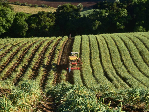 A prorroga&ccedil;&atilde;o de prazos beneficia produtores de munic&iacute;pios que decretaram situa&ccedil;&atilde;o de emerg&ecirc;ncia econ&ocirc;mica em raz&atilde;o dos pre&ccedil;os praticados nas culturas da cebola e alho