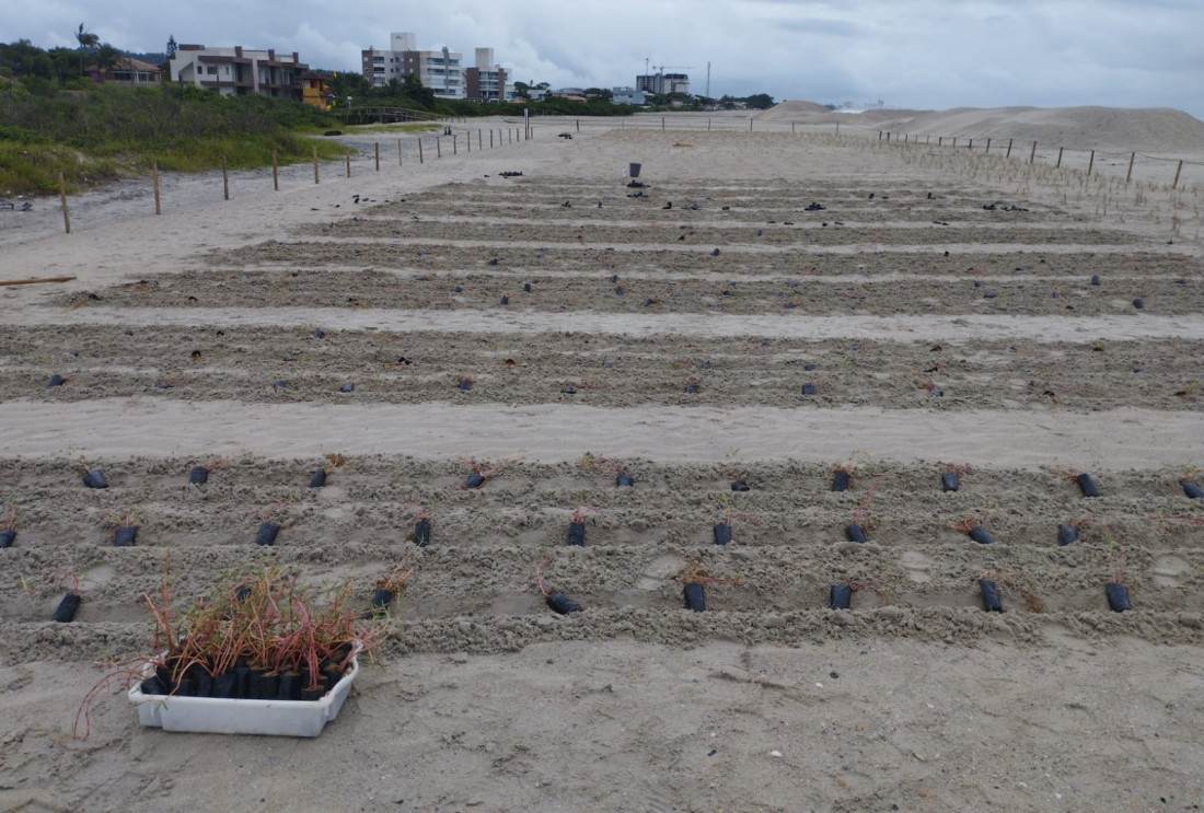  A iniciativa &eacute; considerada in&eacute;dita no Brasil e possui poucos precedentes internacionais: em n&iacute;vel global, h&aacute; apenas um registro de destina&ccedil;&atilde;o semelhante, na Austr&aacute;lia.