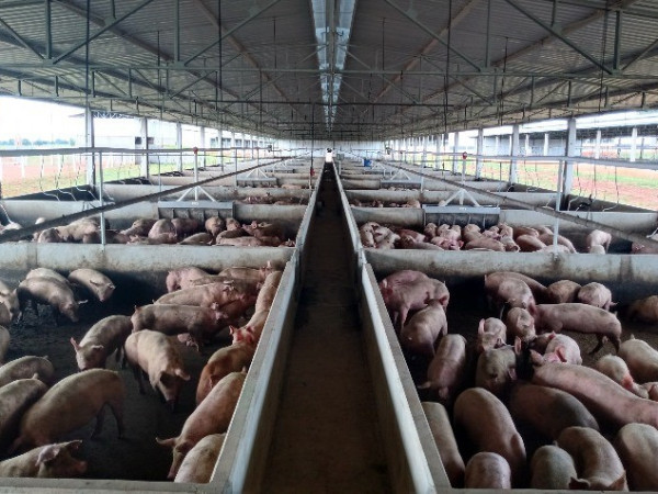 Oeste concentra 70% da produ&ccedil;&atilde;o de su&iacute;nos em Santa Catarina