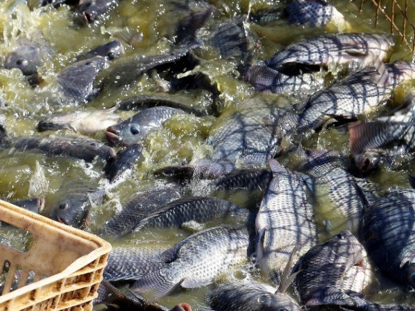 Entre os principais pontos de aten&ccedil;&atilde;o est&aacute; o v&iacute;rus da til&aacute;pia do lago (TiLV), identificado no Vietn&atilde;, que pode afetar significativamente a produ&ccedil;&atilde;o de til&aacute;pia