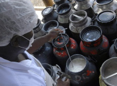 CMN libera linha de capital de giro a cooperativas de leite no Pronaf