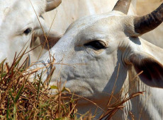 Uni&atilde;o Europeia veta compra de carne brasileira a partir de setembro