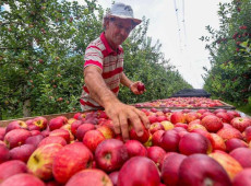 Santa Catarina &eacute; respons&aacute;vel por mais da metade da produ&ccedil;&atilde;o nacional de ma&ccedil;&atilde;s, que &eacute; de mais de um milh&atilde;o de toneladas/ano
