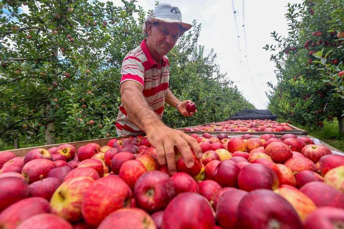 Santa Catarina é responsável por mais da metade da produção nacional de maçãs, que é de mais de um milhão de toneladas/ano
