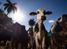 Uni&atilde;o Europeia oficializa veto &agrave; carne brasileira a partir de setembro