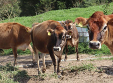 Ao todo, foram aprovadas 3.721 opera&ccedil;&otilde;es de cr&eacute;dito, distribu&iacute;das em 203 munic&iacute;pios catarinenses.