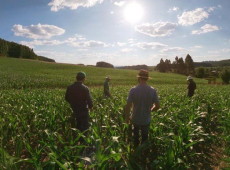 Em Mafra, o Painel do Campo Futuro levantou custos do milho, da soja e do trigo.  