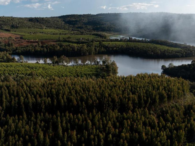 As a&ccedil;&otilde;es de restaura&ccedil;&atilde;o ambiental incluem recupera&ccedil;&atilde;o de &aacute;reas degradadas, recomposi&ccedil;&atilde;o de matas ciliares, enriquecimento de florestas nativas 