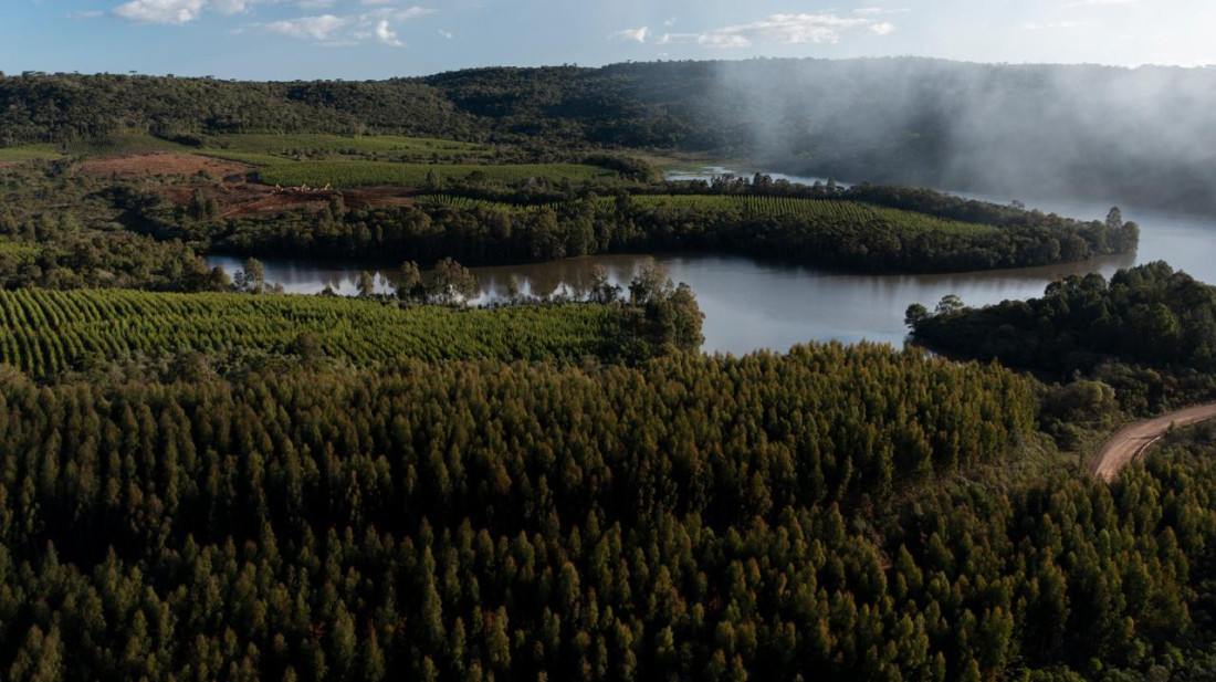 As ações de restauração ambiental incluem recuperação de áreas degradadas, recomposição de matas ciliares, enriquecimento de florestas nativas 