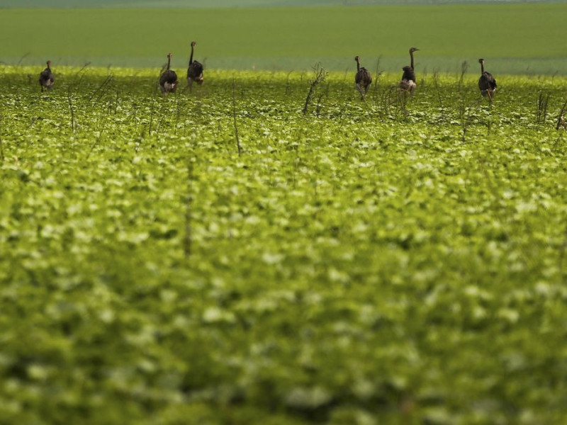 CMN passa a exigir fotos com localiza&ccedil;&atilde;o comprovada em seguro rural