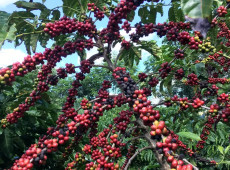 Exig&ecirc;ncias regulat&oacute;rias da UE podem embarreirar pequenos cafeicultores