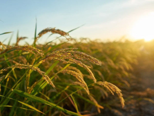 Fen&ocirc;meno clim&aacute;tico pode favorecer a brusone e aumentar as perdas na safra.
