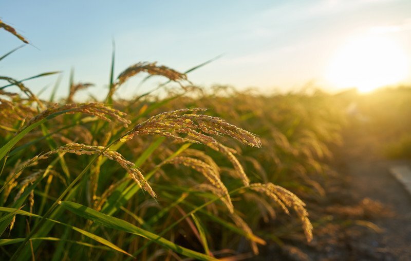 Fenômeno climático pode favorecer a brusone e aumentar as perdas na safra.
