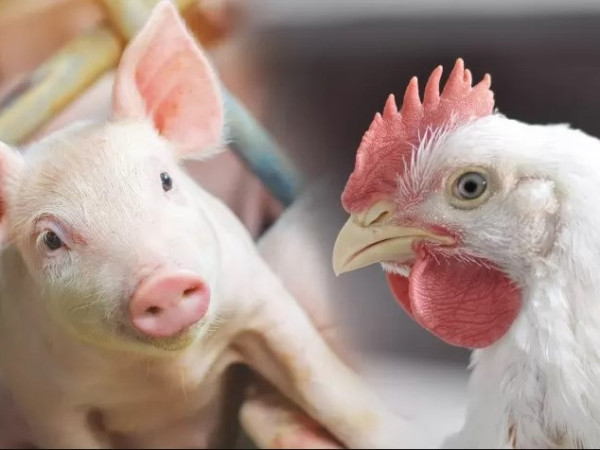 Os dados refor&ccedil;am a din&acirc;mica dos custos nas cadeias de prote&iacute;na animal e servem como importante indicador para produtores, cooperativas e agroind&uacute;strias no planejamento da atividade.