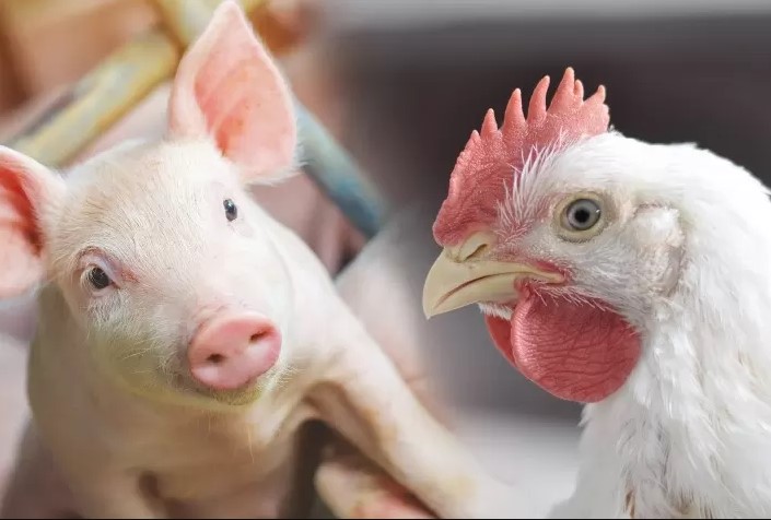 Os dados reforçam a dinâmica dos custos nas cadeias de proteína animal e servem como importante indicador para produtores, cooperativas e agroindústrias no planejamento da atividade.