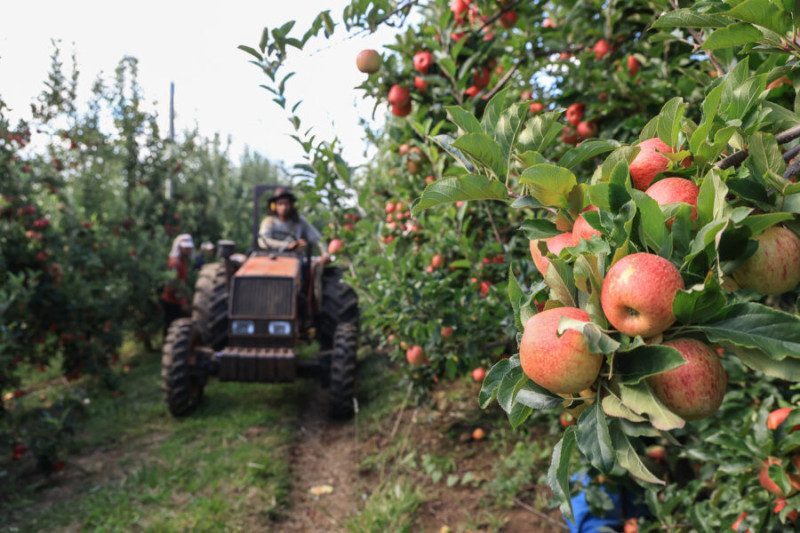 Técnico agrícola recém-formado no Centro de Educação Profissional (Cedup) Caetano Costa, em São José do Cerrito, Iuri recebeu convites para trabalhar em outros lugares, mas preferiu retornar à propriedade familiar.