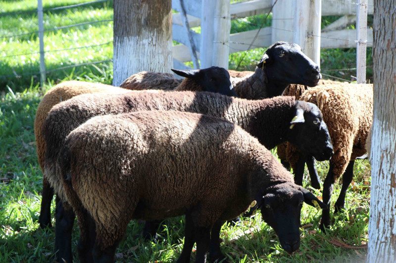  O espa&ccedil;o reunir&aacute; mais de 400 animais, entre ovinos e caprinos, representando algumas das principais ra&ccedil;as criadas no Sul do Brasil.