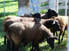  O espa&ccedil;o reunir&aacute; mais de 400 animais, entre ovinos e caprinos, representando algumas das principais ra&ccedil;as criadas no Sul do Brasil.