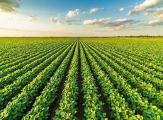 A crescente resist&ecirc;ncia de plantas daninhas aos herbicidas tem transformado o manejo da soja em um dos principais desafios t&eacute;cnicos para produtores brasileiros.