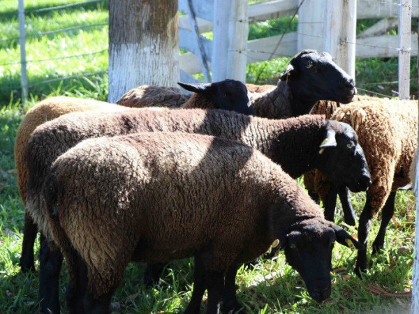  O espa&ccedil;o reunir&aacute; mais de 400 animais, entre ovinos e caprinos, representando algumas das principais ra&ccedil;as criadas no Sul do Brasil.