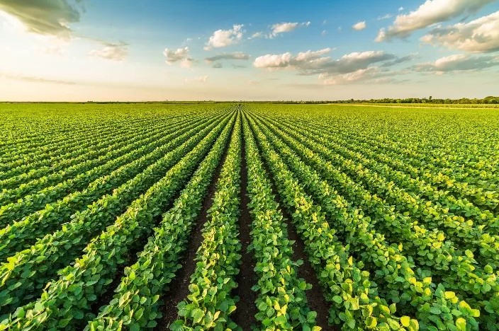 A crescente resistência de plantas daninhas aos herbicidas tem transformado o manejo da soja em um dos principais desafios técnicos para produtores brasileiros.