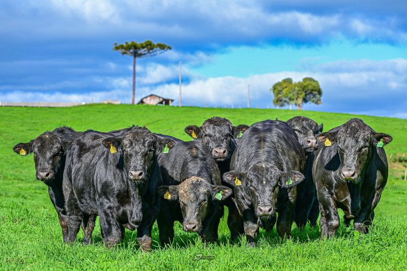 O levantamento conta com o apoio da Federação da Agricultura e Pecuária do Estado de Santa Catarina (Faesc), parceira dos eventos agropecuários.