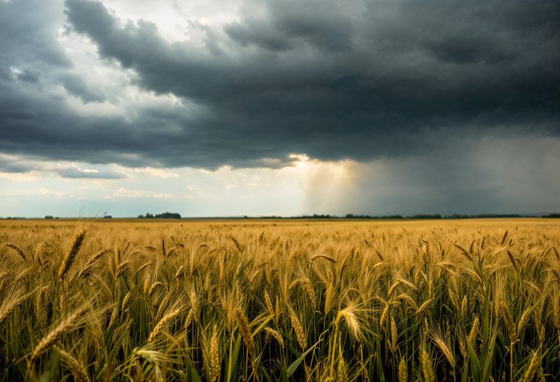 O avanço do El Niño tornou-se o principal fator climático de atenção para o agronegócio brasileiro.
