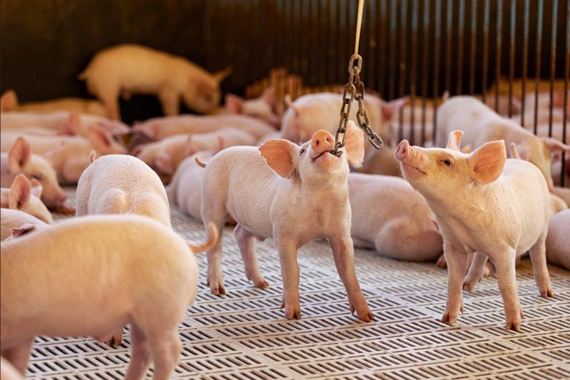  Bem-estar animal faz parte de toda a cadeia produtiva da Aurora Coop, da criação ao processamento 