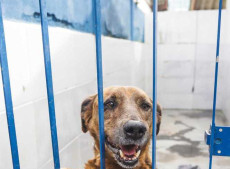 Tyger tem Leishmaniose e aguarda a ado&ccedil;&atilde;o h&aacute; quatro anos. &Eacute; d&oacute;cil, gosta de carinho e se d&aacute; muito bem com novas pessoas.