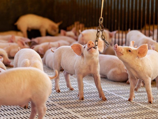  Bem-estar animal faz parte de toda a cadeia produtiva da Aurora Coop, da cria&ccedil;&atilde;o ao processamento 