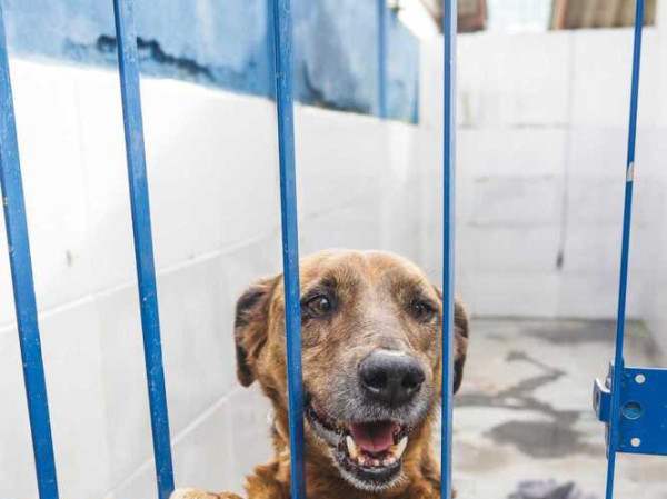 Tyger tem Leishmaniose e aguarda a ado&ccedil;&atilde;o h&aacute; quatro anos. &Eacute; d&oacute;cil, gosta de carinho e se d&aacute; muito bem com novas pessoas.