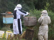 O excesso de umidade e o frio associado a tempestades dificultam os voos de pepeca/coleta e matam insetos polinizadores. 
