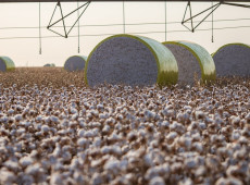 Entenda mudan&ccedil;a no mapa que tirou Sorriso do topo da produ&ccedil;&atilde;o agr&iacute;cola