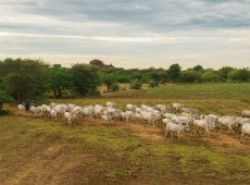 A sele&ccedil;&atilde;o dos trabalhos &eacute; realizada pelo N&uacute;cleo Oeste de M&eacute;dicos Veterin&aacute;rios e Zootecnistas em parceria com a Epagri.