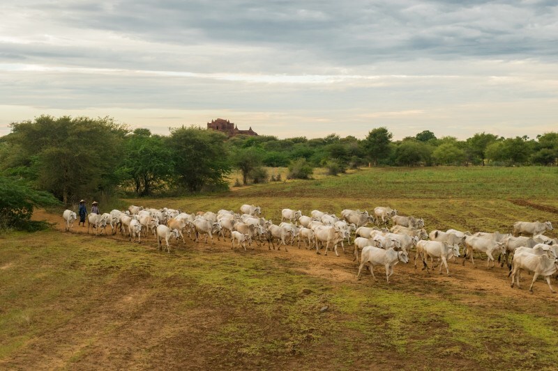 A seleção dos trabalhos é realizada pelo Núcleo Oeste de Médicos Veterinários e Zootecnistas em parceria com a Epagri.