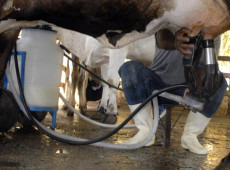 Produ&ccedil;&atilde;o de leite bate recorde mesmo com redu&ccedil;&atilde;o de vacas ordenhadas