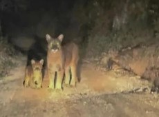 Registro noturno divulgado nas redes sociais mostra os dois animais juntos no Vale do Itaja&iacute;.