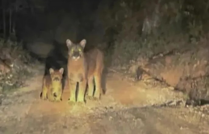 Registro noturno divulgado nas redes sociais mostra os dois animais juntos no Vale do Itajaí.
