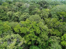 A operacionaliza&ccedil;&atilde;o do mercado de Cotas de Reserva Ambiental, anunciada em outubro de 2025 pelo Servi&ccedil;o Florestal Brasileiro, surge como o mecanismo para remunerar essa conserva&ccedil;&atilde;o. 