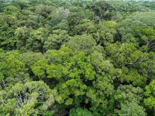 A operacionaliza&ccedil;&atilde;o do mercado de Cotas de Reserva Ambiental, anunciada em outubro de 2025 pelo Servi&ccedil;o Florestal Brasileiro, surge como o mecanismo para remunerar essa conserva&ccedil;&atilde;o. 