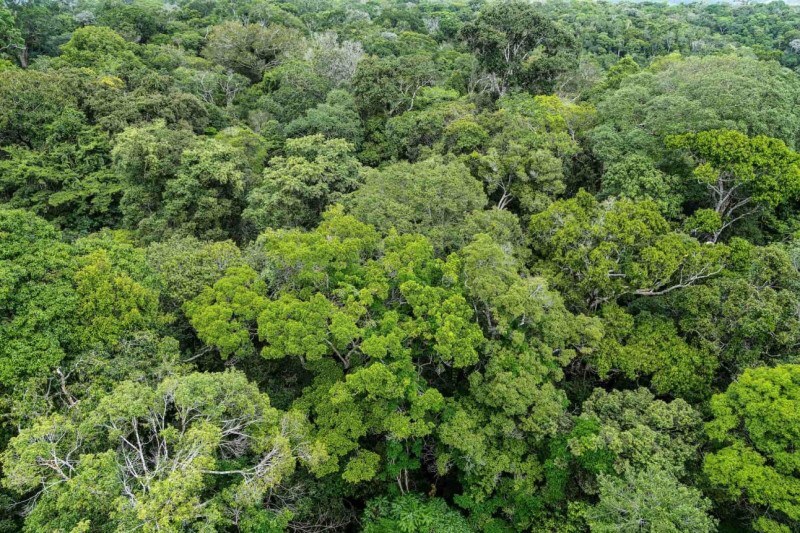 A operacionalização do mercado de Cotas de Reserva Ambiental, anunciada em outubro de 2025 pelo Serviço Florestal Brasileiro, surge como o mecanismo para remunerar essa conservação. 