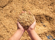 Licenciamento ambiental da rizicultura amea&ccedil;a produ&ccedil;&atilde;o de arroz em Santa Catarina.
