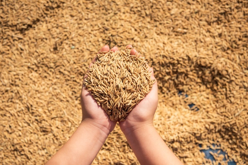 Licenciamento ambiental da rizicultura ameaça produção de arroz em Santa Catarina.
